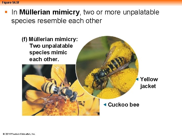 Figure 54. 5 f § In Müllerian mimicry, two or more unpalatable species resemble