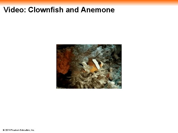 Video: Clownfish and Anemone © 2014 Pearson Education, Inc. 