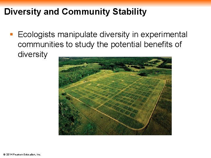 Diversity and Community Stability § Ecologists manipulate diversity in experimental communities to study the