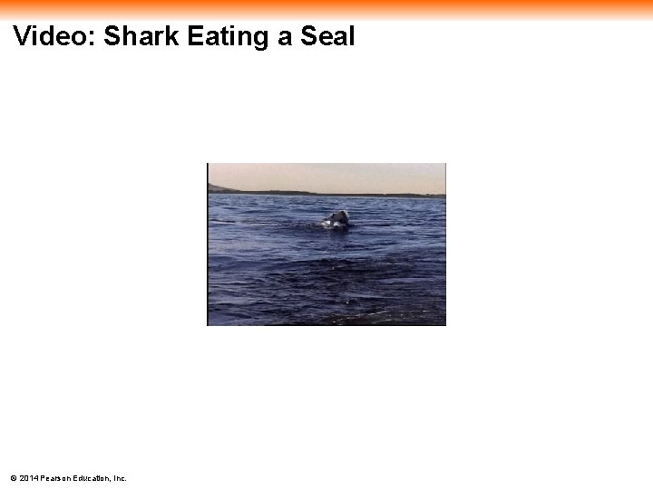 Video: Shark Eating a Seal © 2014 Pearson Education, Inc. 