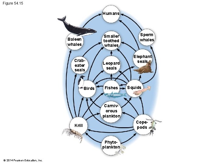 Figure 54. 15 Humans Smaller toothed whales Baleen whales Crabeater seals Birds Leopard seals