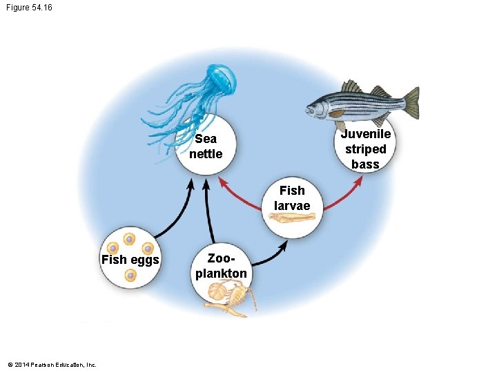 Figure 54. 16 Juvenile striped bass Sea nettle Fish larvae Fish eggs © 2014