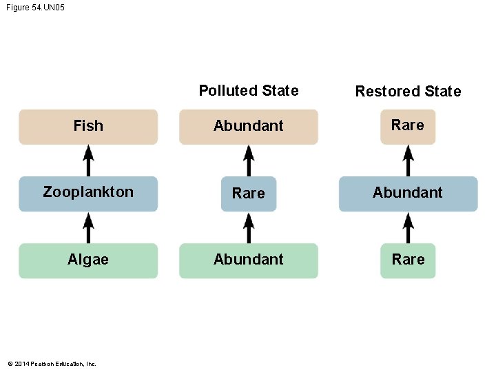 Figure 54. UN 05 Polluted State Restored State Fish Abundant Rare Zooplankton Rare Abundant