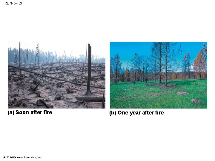 Figure 54. 21 (a) Soon after fire © 2014 Pearson Education, Inc. (b) One