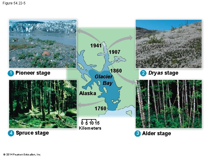 Figure 54. 22 -5 1941 1907 1 Pioneer stage 1860 Glacier Bay 2 Dryas