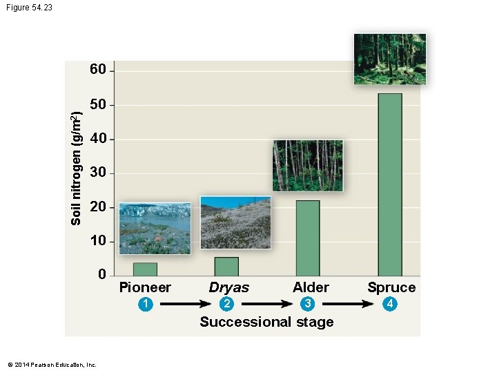 Figure 54. 23 Soil nitrogen (g/m 2) 60 50 40 30 20 10 0