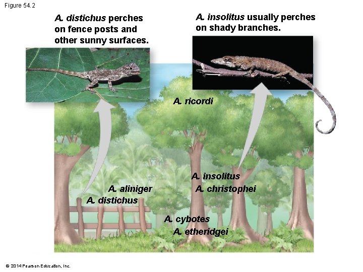 Figure 54. 2 A. distichus perches on fence posts and other sunny surfaces. A.