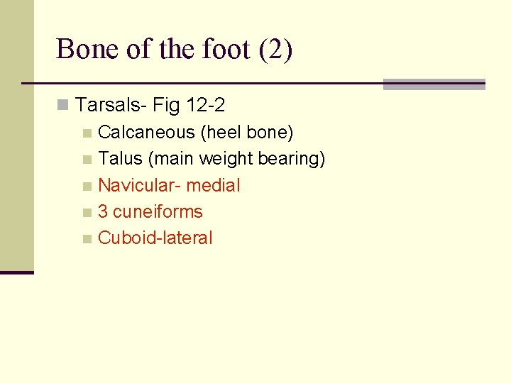 Bone of the foot (2) n Tarsals- Fig 12 -2 n Calcaneous (heel bone)