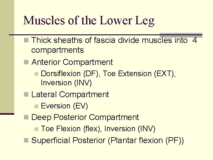 Muscles of the Lower Leg n Thick sheaths of fascia divide muscles into 4