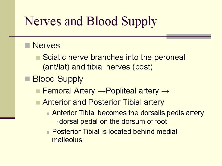 Nerves and Blood Supply n Nerves n Sciatic nerve branches into the peroneal (ant/lat)