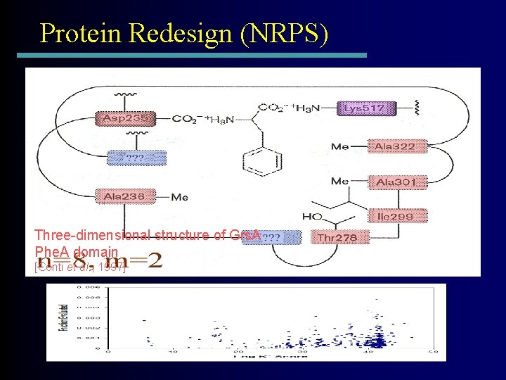 Protein Redesign (NRPS) Three-dimensional structure of Grs. A Phe. A domain [Conti et al.