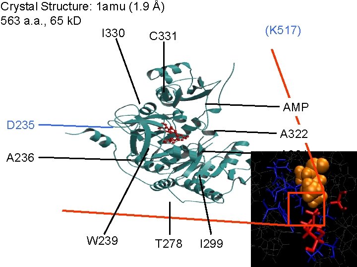 Crystal Structure: 1 amu (1. 9 Å) 563 a. a. , 65 k. D