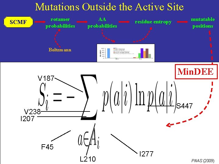 Mutations Outside the Active Site rotamer probabilities SCMF AA probabilities residue entropy mutatable positions