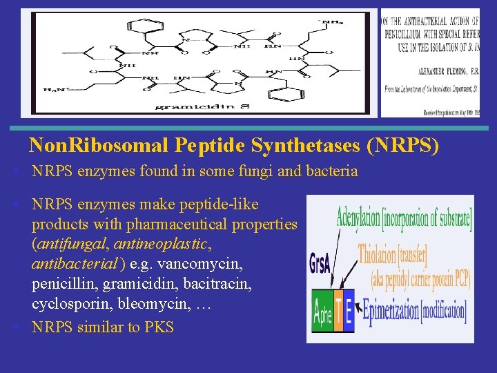 Non. Ribosomal Peptide Synthetases (NRPS) • NRPS enzymes found in some fungi and bacteria