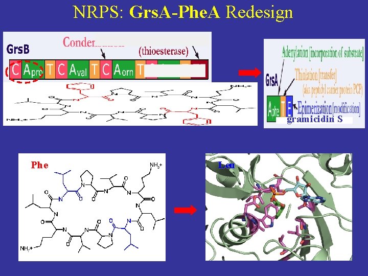 NRPS: Grs. A-Phe. A Redesign gramicidin S Phe Leu 