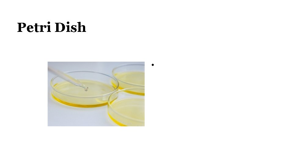 Petri Dish • 