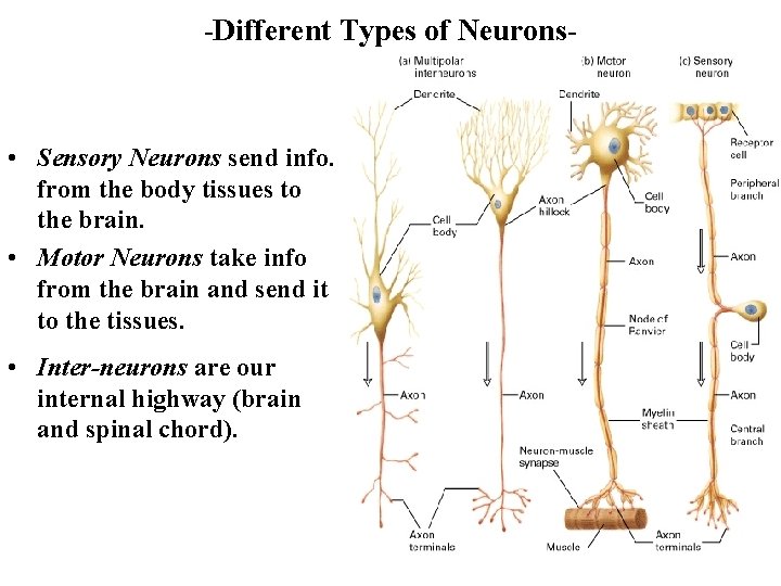 -Different Types of Neurons- • Sensory Neurons send info. from the body tissues to