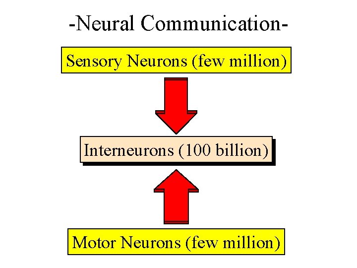 -Neural Communication. Sensory Neurons (few million) Interneurons (100 billion) Motor Neurons (few million) 