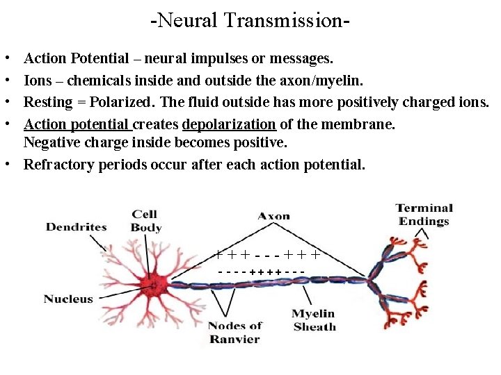 -Neural Transmission • • Action Potential – neural impulses or messages. Ions – chemicals