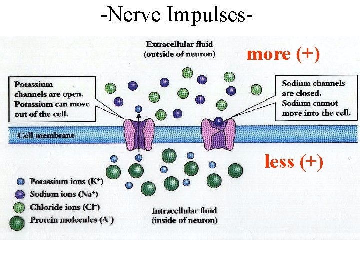 -Nerve Impulsesmore (+) less (+) 