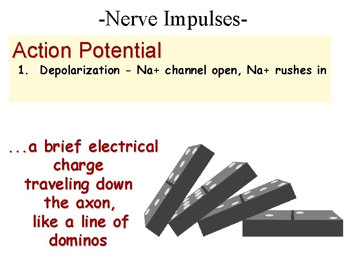 -Nerve Impulses. Action Potential 1. Depolarization - Na+ channel open, Na+ rushes in .