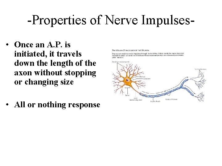 -Properties of Nerve Impulses • Once an A. P. is initiated, it travels down