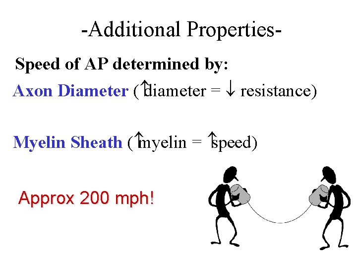 -Additional Properties. Speed of AP determined by: Axon Diameter ( diameter = ¯ resistance)
