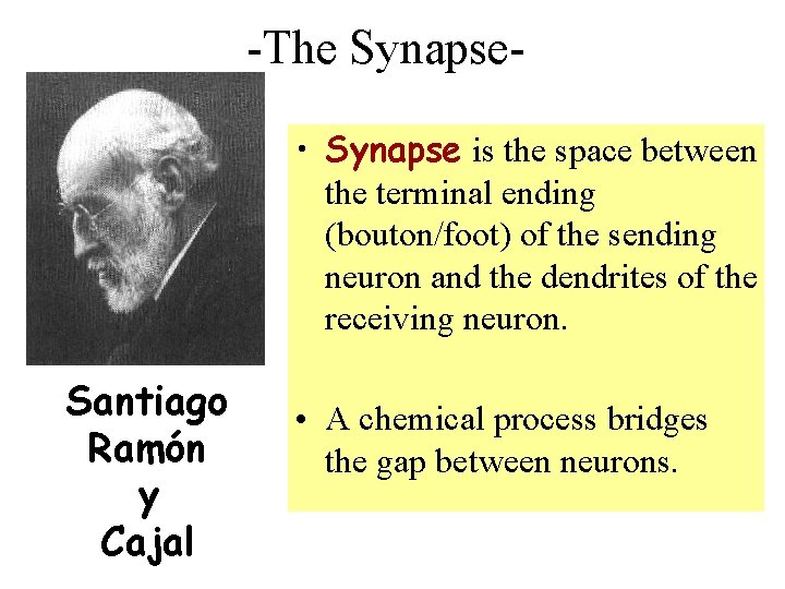 -The Synapse • Synapse is the space between the terminal ending (bouton/foot) of the