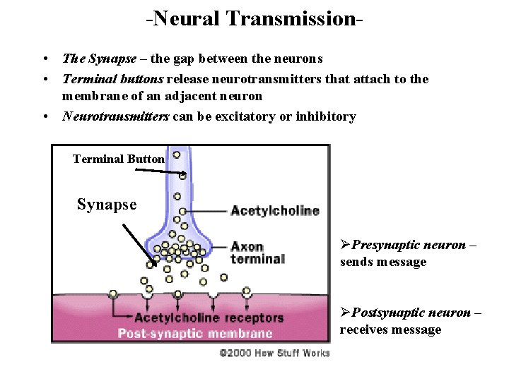 -Neural Transmission • The Synapse – the gap between the neurons • Terminal buttons