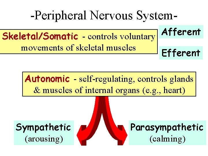 -Peripheral Nervous System. Skeletal/Somatic - controls voluntary Afferent movements of skeletal muscles Efferent Autonomic