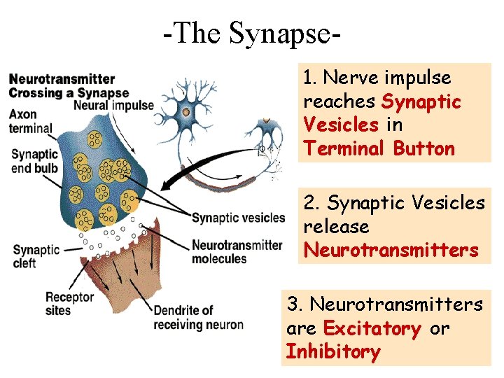 -The Synapse 1. Nerve impulse reaches Synaptic Vesicles in Terminal Button 2. Synaptic Vesicles