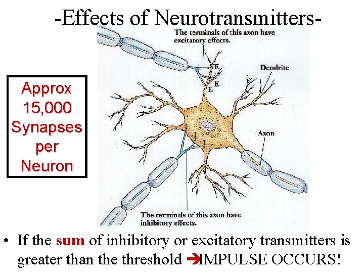 -Effects of Neurotransmitters. Approx 15, 000 Synapses per Neuron • If the sum of
