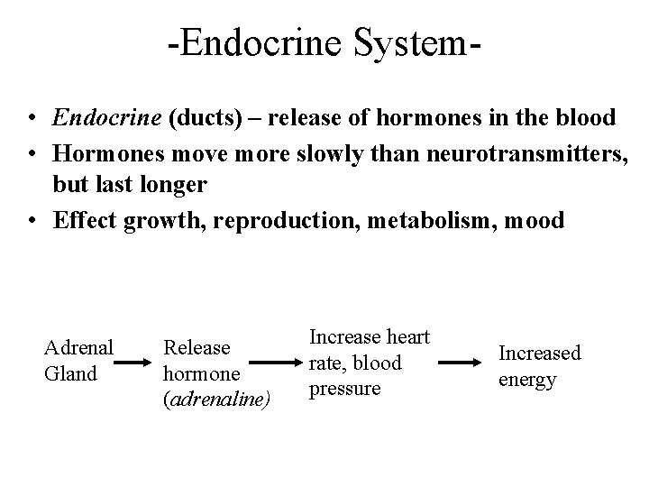 -Endocrine System • Endocrine (ducts) – release of hormones in the blood • Hormones