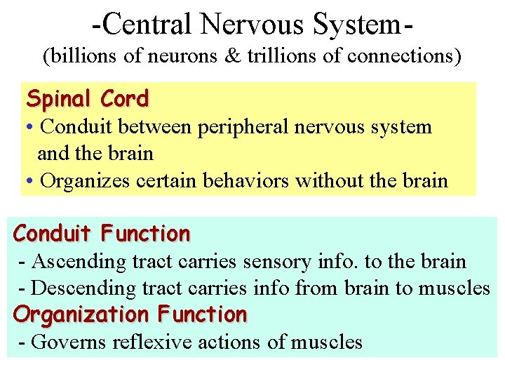 -Central Nervous System(billions of neurons & trillions of connections) Spinal Cord • Conduit between