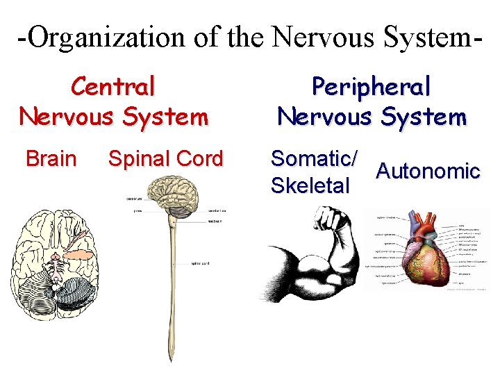 -Organization of the Nervous System. Central Nervous System Brain Spinal Cord Peripheral Nervous System