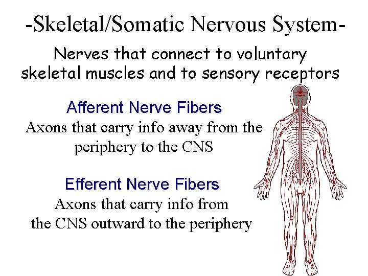 -Skeletal/Somatic Nervous System. Nerves that connect to voluntary skeletal muscles and to sensory receptors