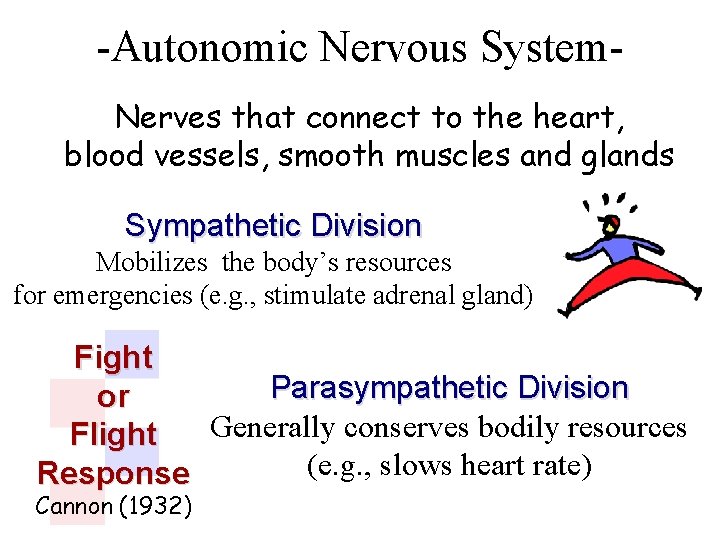 -Autonomic Nervous System. Nerves that connect to the heart, blood vessels, smooth muscles and