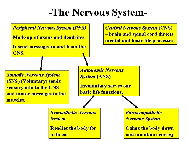-The Nervous System. Peripheral Nervous System (PNS) Made up of axons and dendrites. Central