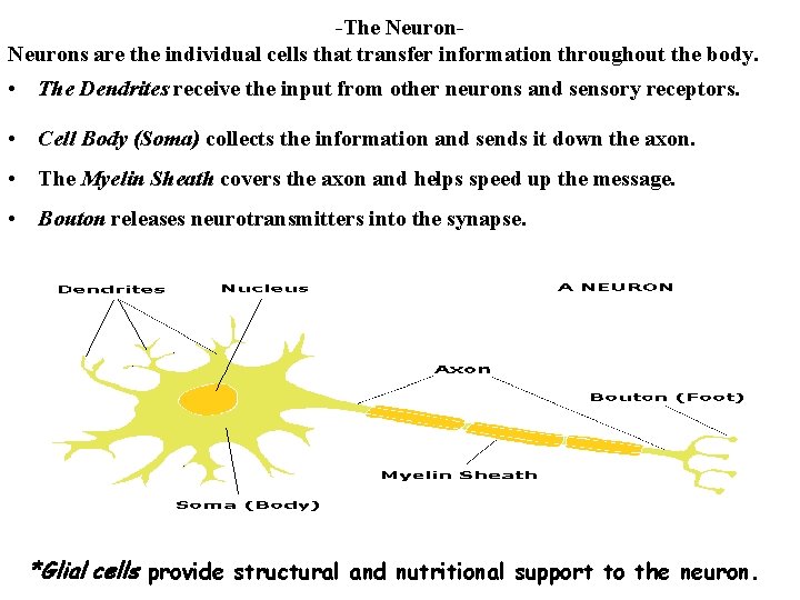 -The Neurons are the individual cells that transfer information throughout the body. • The