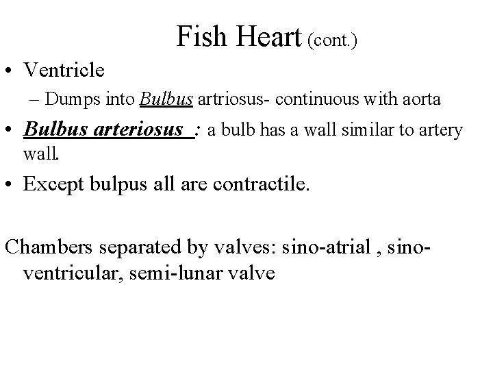 Fish Heart (cont. ) • Ventricle – Dumps into Bulbus artriosus- continuous with aorta Fish Heart (cont. ) • Ventricle – Dumps into Bulbus artriosus- continuous with aorta