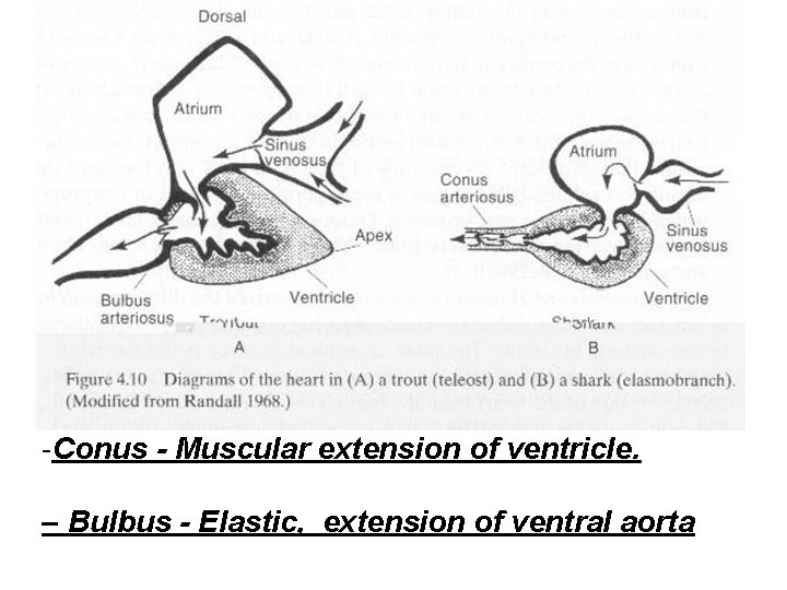 -Conus - Muscular extension of ventricle. – Bulbus - Elastic, extension of ventral aorta -Conus - Muscular extension of ventricle. – Bulbus - Elastic, extension of ventral aorta