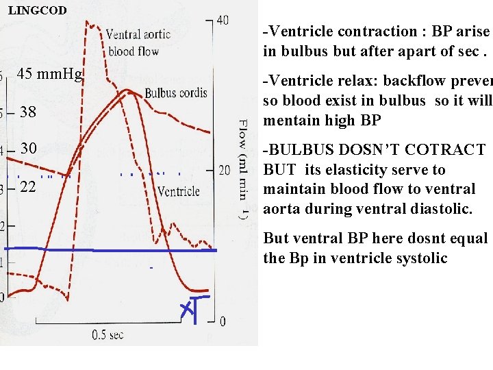 LINGCOD -Ventricle contraction : BP arise in bulbus but after apart of sec. 45 LINGCOD -Ventricle contraction : BP arise in bulbus but after apart of sec. 45