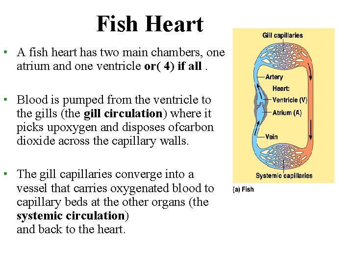 Fish Heart • A fish heart has two main chambers, one atrium and one Fish Heart • A fish heart has two main chambers, one atrium and one