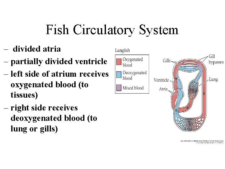 Fish Circulatory System – divided atria – partially divided ventricle – left side of Fish Circulatory System – divided atria – partially divided ventricle – left side of