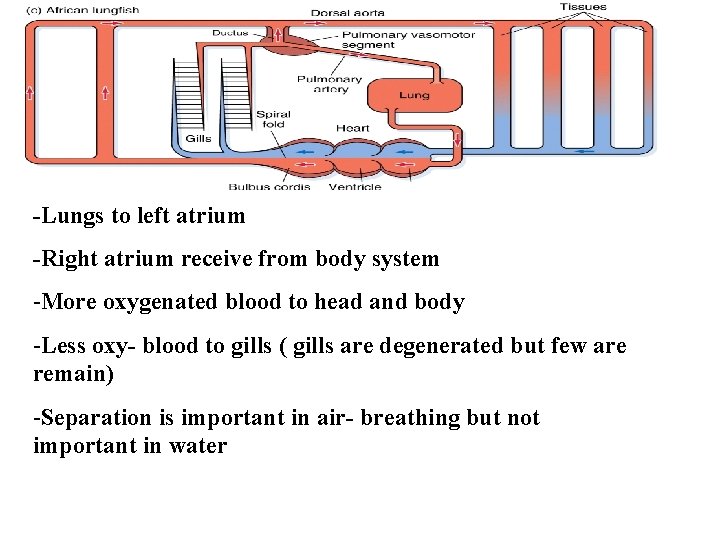 -Lungs to left atrium -Right atrium receive from body system -More oxygenated blood to -Lungs to left atrium -Right atrium receive from body system -More oxygenated blood to