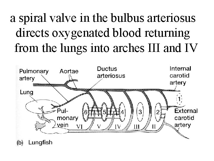 a spiral valve in the bulbus arteriosus directs oxygenated blood returning from the lungs a spiral valve in the bulbus arteriosus directs oxygenated blood returning from the lungs