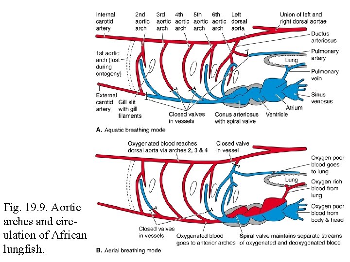 Fig. 19. 9. Aortic arches and circulation of African lungfish. Fig. 19. 9. Aortic arches and circulation of African lungfish.