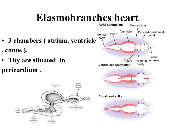 Elasmobranches heart • 3 chambers ( atrium, ventricle , conus ). • Thy are Elasmobranches heart • 3 chambers ( atrium, ventricle , conus ). • Thy are