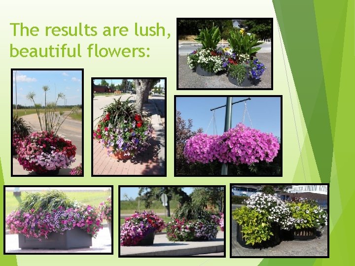 The results are lush, beautiful flowers: 