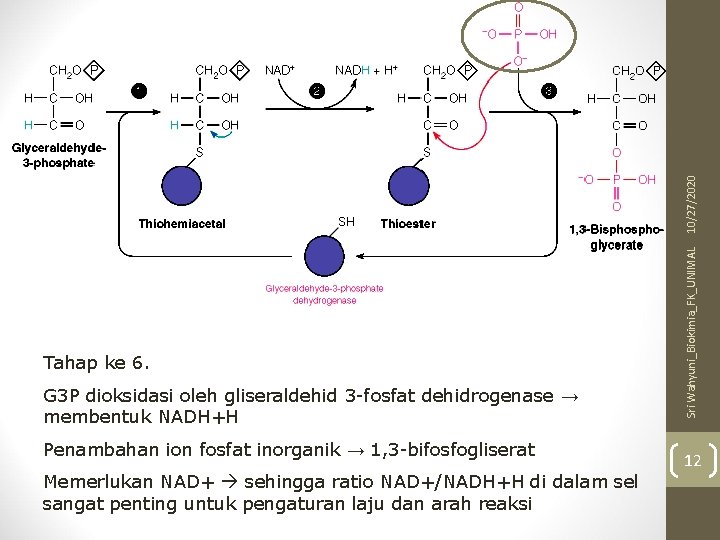 10/27/2020 G 3 P dioksidasi oleh gliseraldehid 3 -fosfat dehidrogenase → membentuk NADH+H Penambahan